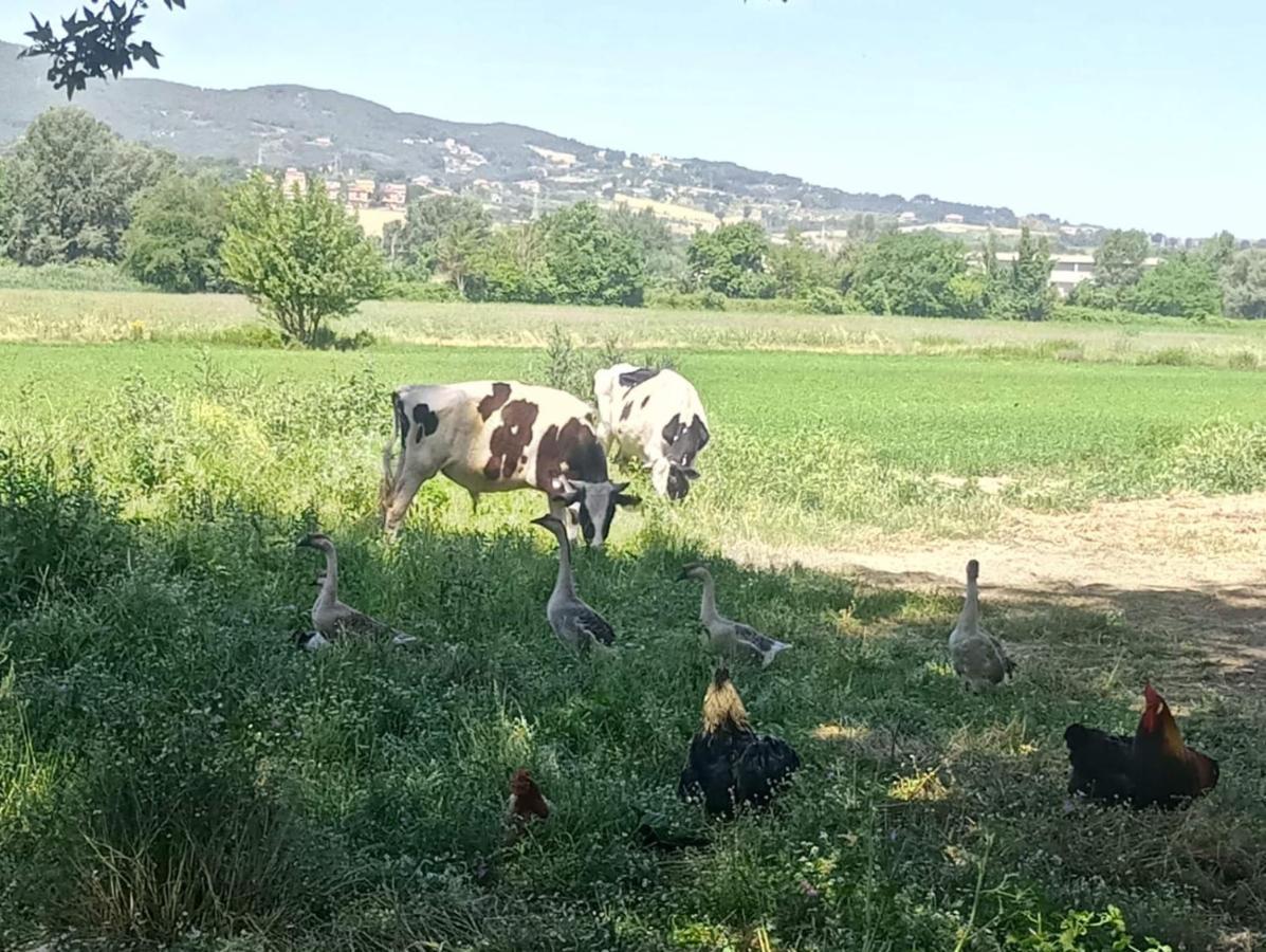 Agriturismo Tenuta Filippi Нарни Экстерьер фото