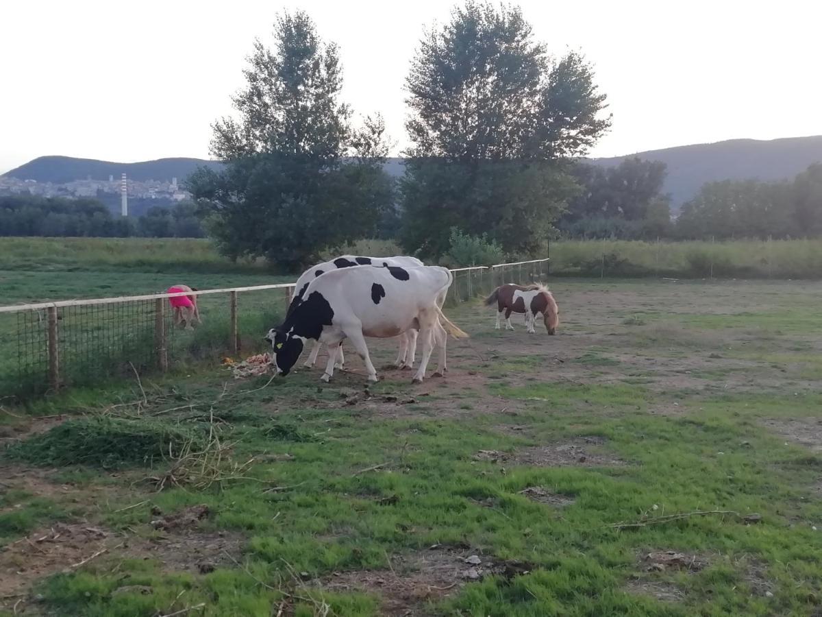 Agriturismo Tenuta Filippi Нарни Экстерьер фото